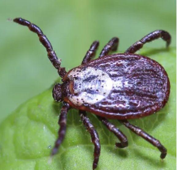 В Новосибирской области начали готовиться к сезону активности клещей